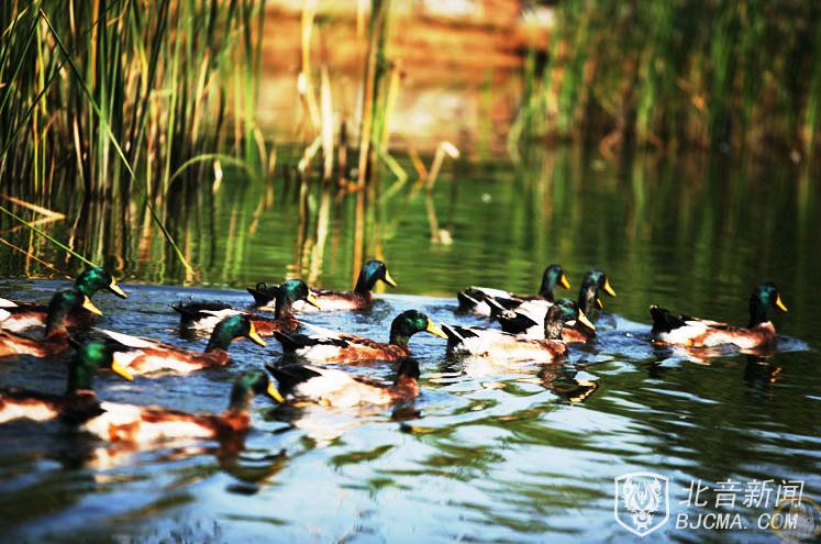 娴静典雅的天艺校园